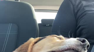 Dog Gets Drowsy During Drive