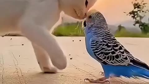 Beautiful cat and parrot