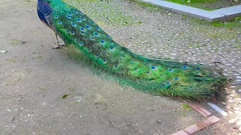 Pavo Real con Plumaje Extendido.