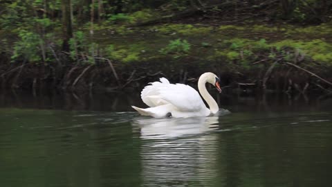 Beautiful swan