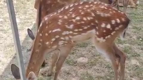 Two sika deer grazing