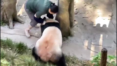 Terrifying moment giant panda charges and knocks zookeeper to ground in China