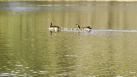 Geese with their babies in lake