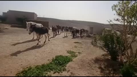 Jarjeer Mules