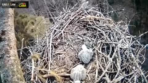 A nature cam set up to film baby eagles captures something strange.