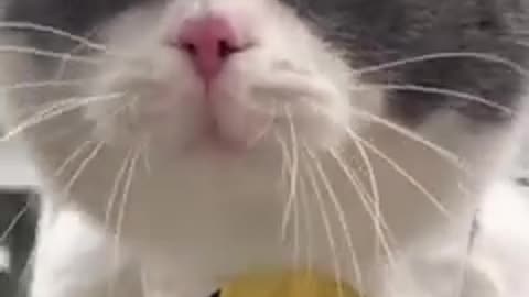 Funny cat video