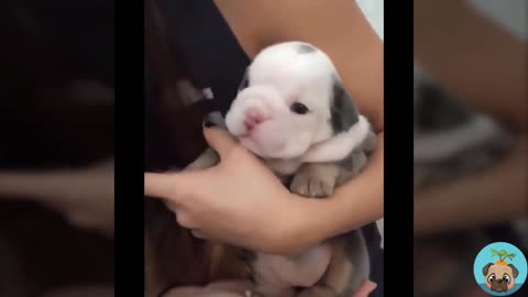 Cute bulldog and driving rabbit