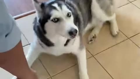 Husky Does Tricks USING SIGN LANGUAGE!!!