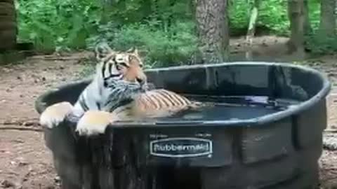 Watch a tiger relaxing in the pool