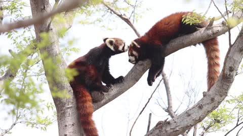 These two raccoons are so cute