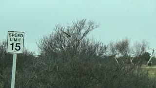 Northern Harrier