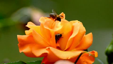 Bees & Flowers