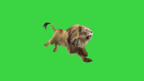 Lion Running Green Screen 4K by BFZ | No Copyright