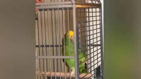 funny parrot