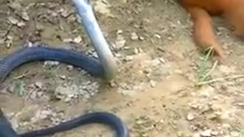 king Cobra Sanke Vs monkey 😍😍😍