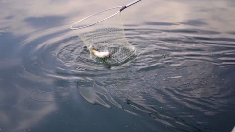 Fish Fishing Fisherman Water Animal