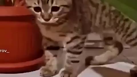 See Cats Cute Attitude