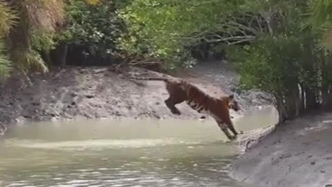 Tiger Jumping Over Canal