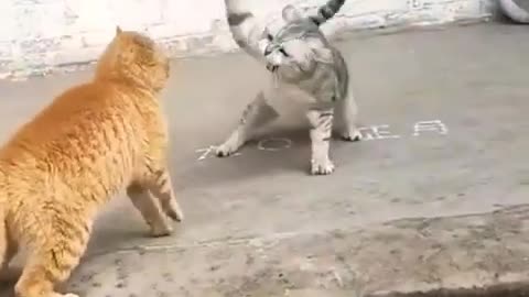 cats fight