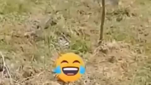 Animals funny moments #part2 #cuteentities #Funnyanimalmoments