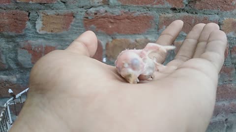 Baby budgies