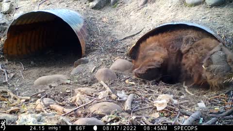 Bear Climbs Into Culvert Pipe