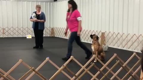 Boxer Puppy Makes Owner Looks Good For Zoom Meeting