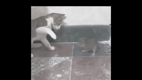 Cat fighting with Mouse