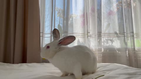 Cute giant Rabbit eating dandelion flowers