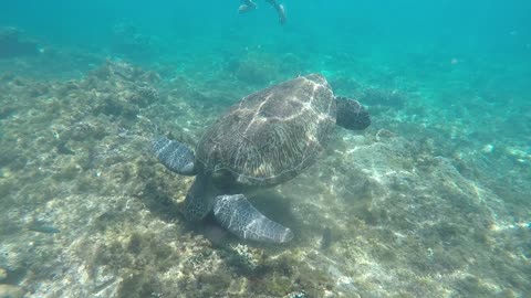 APO ISLAND SEA TURTLE