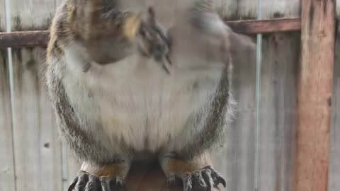 Our Neighborhood Squirrel Stops By For Breakfast