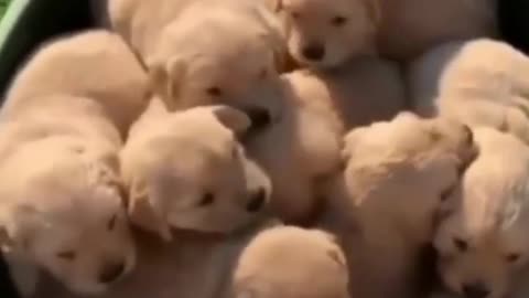 funny puppy videos 2023