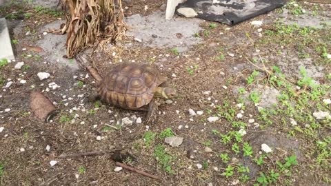 Tortoise eating poo, is it okay?-1