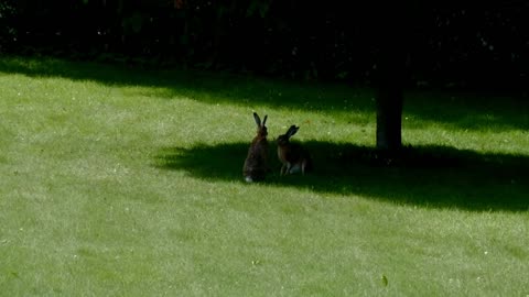 Rabbits Boxing Like Human