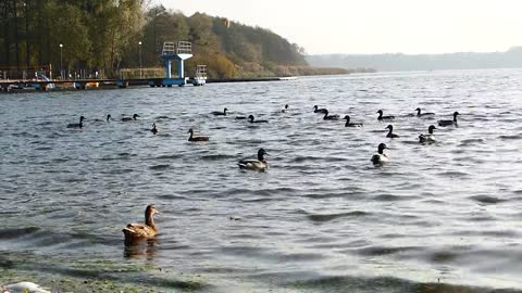 Ducks Duck Crosswords Water Birds Feeding Lake Mine