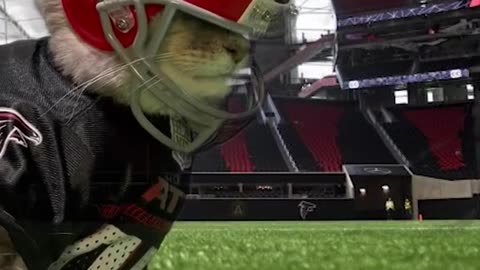 The cat video you never knew you needed! A Falcons cat! | Atlanta Falcons #shorts