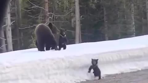 Mama bear protects