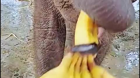 Oh, my God, the elephant just stomped on the banana