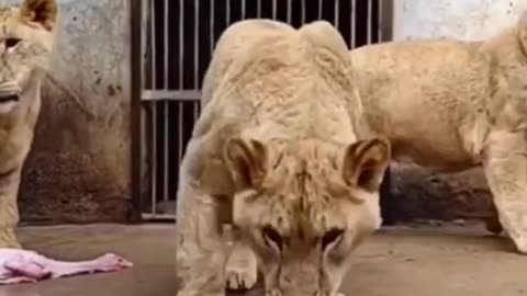 #Dinner time #animals #Lion.