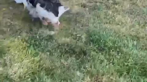 Mischievous Goose Steals Shoes