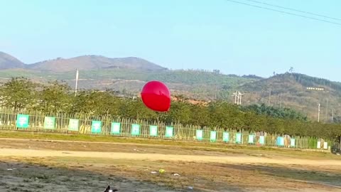 Dogs playing with baloon