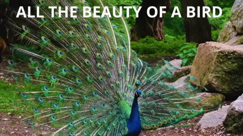 Fall in love with this incredible bird, the Peacock