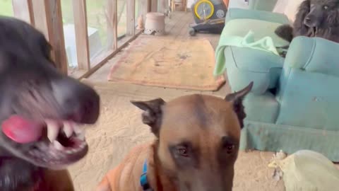 Belgian Malinois Dog Is Checking For Leftovers In Other Dog's Mouth