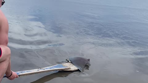 Saving a Baby Manta Ray from Receding Tide