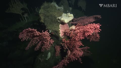 Enjoy 8 minutes of stunning ultra high-definition 4K video from the deep sea