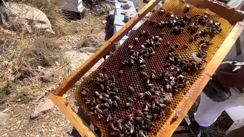 Tunisian beekeepers fear climate change is decimating hives