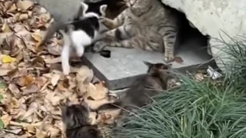 "Unlikely Friends: The Heartwarming Love Story of a Cat and a Duck".