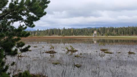 Hidden lagoon in Gustavus Alaska with old duck blind and Ptarmigan calls