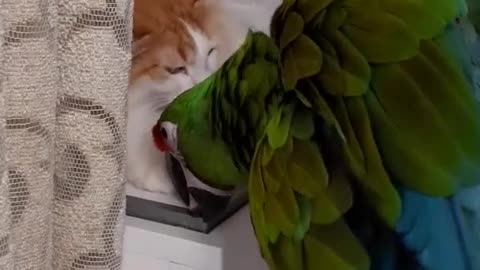 Parrot and Cat Are Best Friends