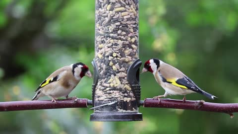 Wild goldfinch